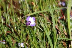 Downingia ornatissima