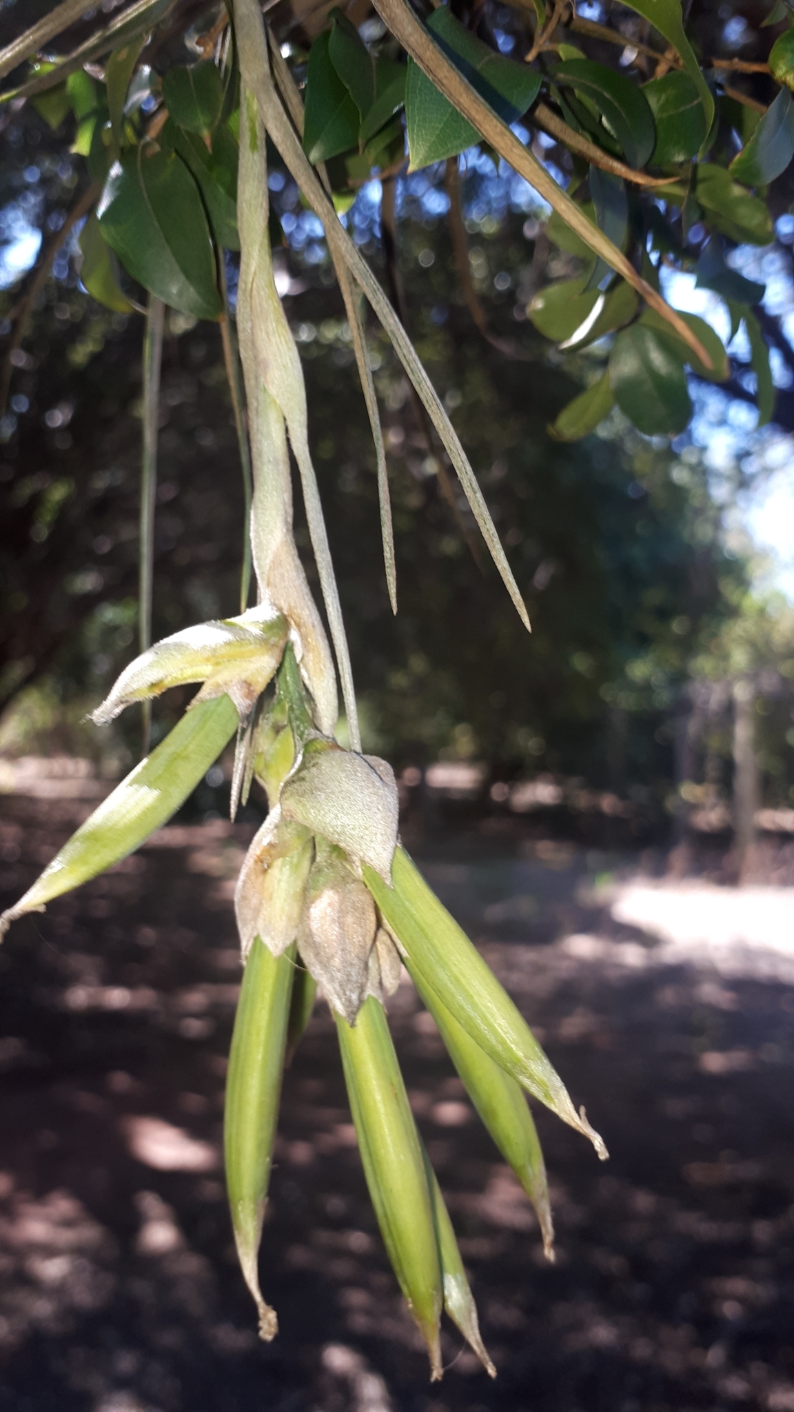 Tillandsia pohliana