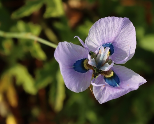 Moraea villosa, photograph 5