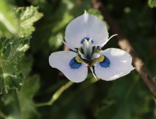 Moraea villosa, photograph 3