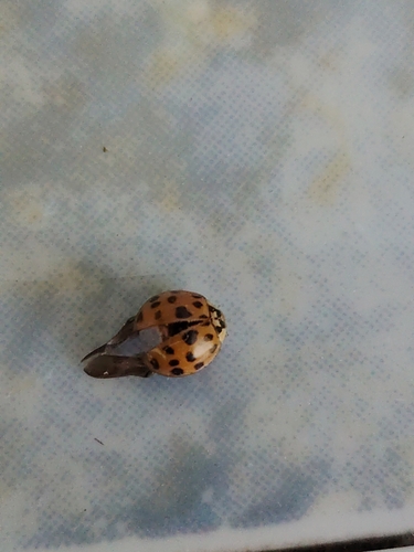 Asian Lady Beetle
