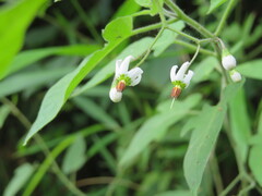 Solanum lyratum, photograph (c) 村山史世　（Fumiyo MURAYAMA), some rights reserved (CC BY)