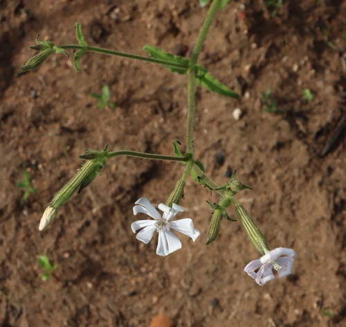 Silene undulata, photograph 4