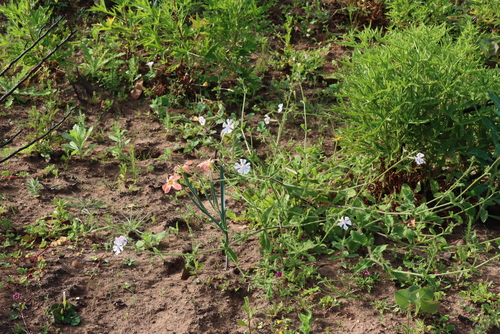 Silene undulata, photograph 5