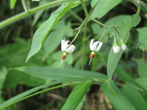 Solanum lyratum, photograph 6