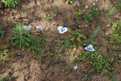 Moraea villosa, photograph (c) Tony Rebelo, some rights reserved (CC BY-SA)