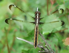 Libellula cyanea