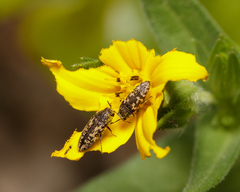 Acmaeodera neglecta