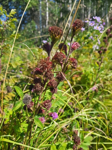 Rocky Mountain blazing star