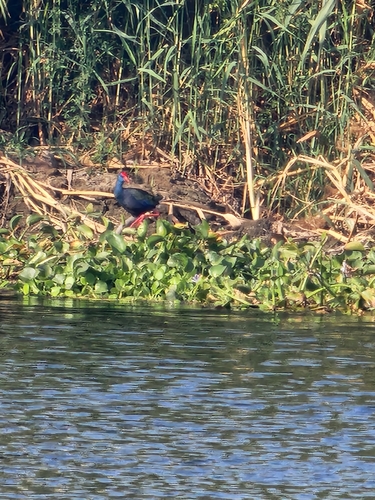 iNaturalist image