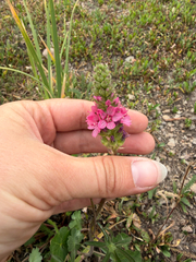 Sidalcea oregana