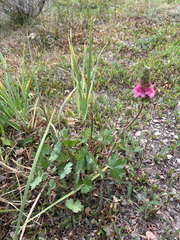 Sidalcea oregana, photograph (c) Rachel Allingham, some rights reserved (CC BY)