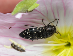 Acmaeodera ornatoides