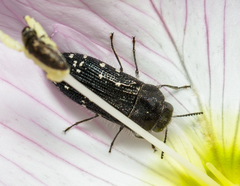 Acmaeodera ornatoides