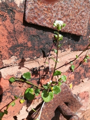 Cochlearia danica