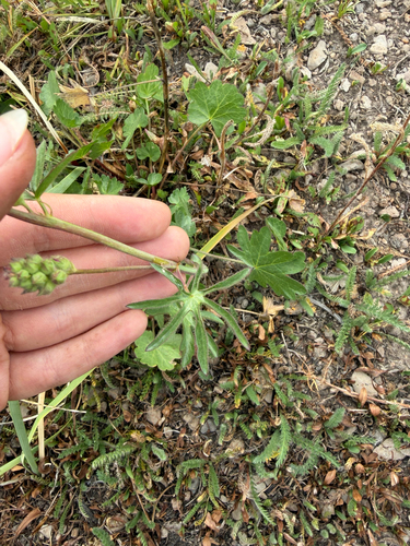 Sidalcea oregana, photograph 2