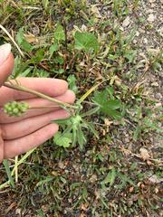 Sidalcea oregana, photograph (c) Rachel Allingham, some rights reserved (CC BY)
