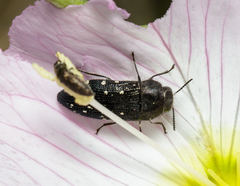 Acmaeodera ornatoides