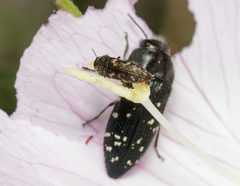 Acmaeodera ornatoides