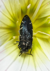 Acmaeodera ornatoides