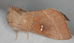 Nadata
