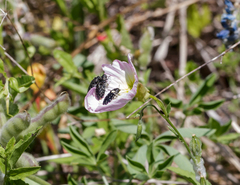 Acmaeodera ornatoides