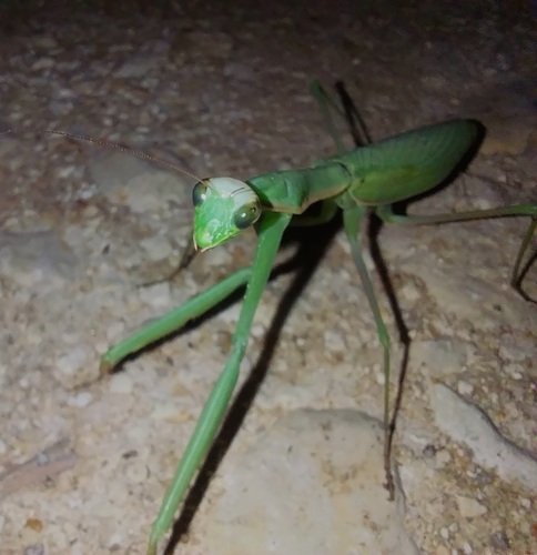 European Mantis