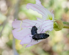 Acmaeodera ornatoides