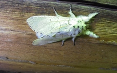 Cerura