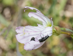 Acmaeodera ornatoides