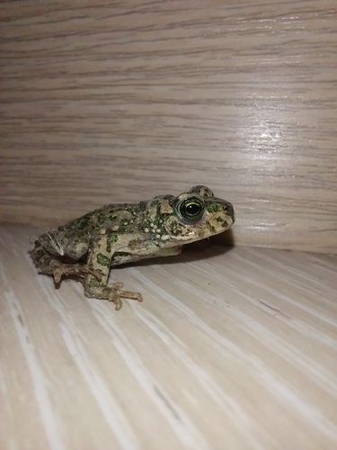 European Green Toad