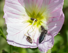 Acmaeodera ornatoides