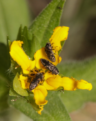Acmaeodera neglecta