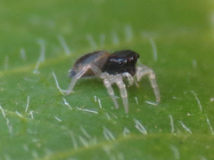 Salticidae