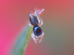 Salticidae