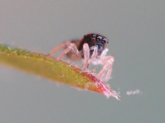 Salticidae