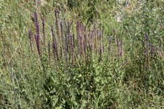 Salvia deserta, photograph (c) Dr. Alexey Yakovlev, some rights reserved (CC BY)