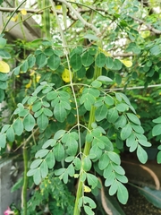 Moringa oleifera