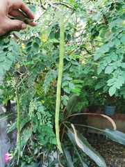 Moringa oleifera
