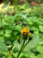Dioprosopa clavata