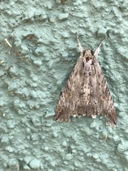 Melipotis acontioides