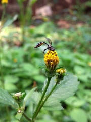 Dioprosopa clavata