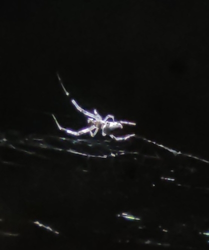 Ninja-star Ceiling Spider