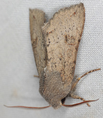 Orthosia transparens