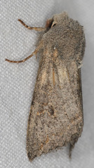 Orthosia transparens