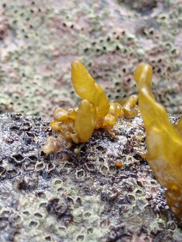 Dactylosiphon bullosus observed 2026-08-16