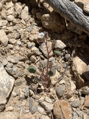 Phacelia barnebyana