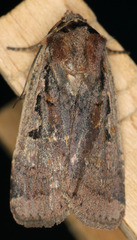 Parabagrotis