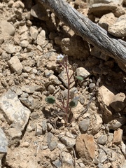 Phacelia barnebyana