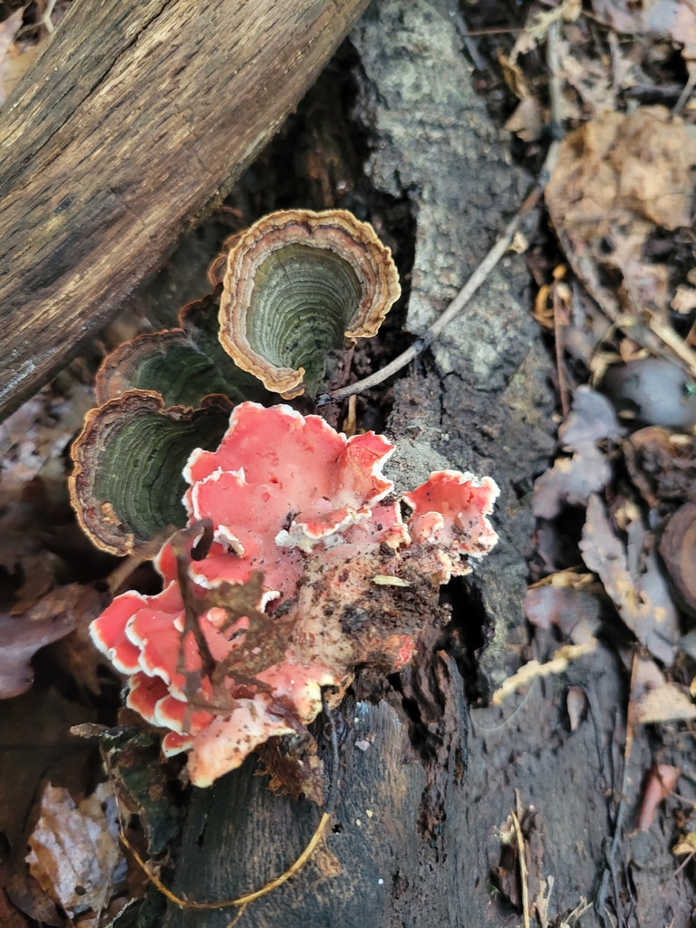 Coral-pink Merulius · August 2026 · photo: Photo: no rights reserved · iNaturalist